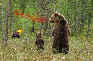 Медведи учат медвежат быть медведями