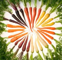 Неши очень вкусный. Структура сухо-хрустящяя и одновременно очень сочный. Правда на название никогда внимание не обращала.
Желтый арбуз, в селекцию не вникала, что такое дикий арбуз не знаю, но судя по вкусу всегда была уверена, что скрещен арбуз с дыней. Как по мне, то не хватает сочности, обычные арбузы в сезон все же вкуснее.
Фиолетовый картофель появился не пол года назад, а продается довольно давно. Может это сорт другой, конечно, более насыщеный цвет или еще там что-то. Есть так же фиолетовая морковь. У нее сортов и цвета вообще вагон.