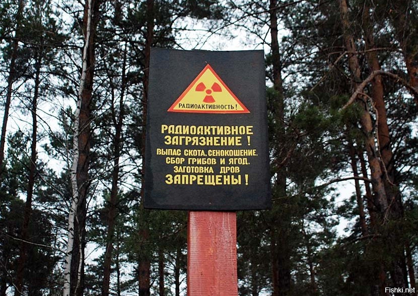 Грибы радиация. Радиоактивные ягоды и грибы. Сбор грибов запрещен. Грибы накапливают радиацию. Радиация в лесу.
