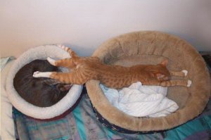 21 реакция кошек на жизненные ситуации