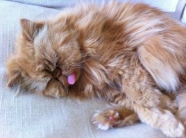 "Для начала поместите кончик вашего языка на нёбо, на выступ за передними верхними зубами"
Теперь понятно у кого эту методику срисовали!)