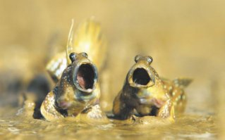 У меня у знакомых вот такие красавцы живут - Иолистые прыгуны ..