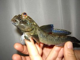 У меня у знакомых вот такие красавцы живут - Иолистые прыгуны ..