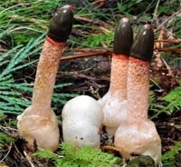 Мутинус собачий.