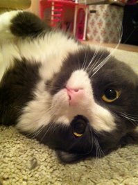 А я своего "крокодила" котёнком на помойке на кусок хлеба заловил!