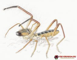 Это сколопендра. А вот фаланга: