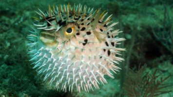 напоминает