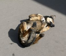 Не знал про такое, очень рад, что есть такие памятники! Благодарен за пост! Все псы попадают в рай!