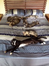 Я один пытаюсь прочесть котопослание?