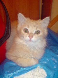 Так и знал - нарКОТу прячете, собаки!