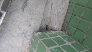 В Казахстане вот такую черную вдову (каракурт) видел около умывальника в кафешке - сам фотал