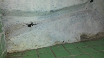 В Казахстане вот такую черную вдову (каракурт) видел около умывальника в кафешке - сам фотал