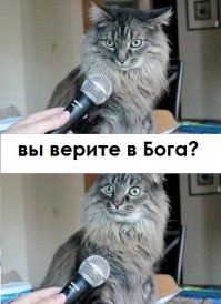 10 необычных пород кошек