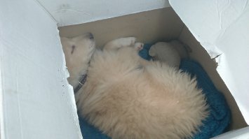 Моя банда :) Собака - Дина, подобрана на рынке мелким щенком. Рыжий - Желток, серая - Алиса, Черепаховая Нюша)) А все вместе СКОТЯХИ! Все подобраны с улицы в разное время :)