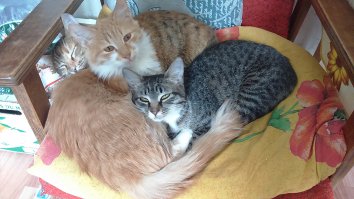 Моя банда :) Собака - Дина, подобрана на рынке мелким щенком. Рыжий - Желток, серая - Алиса, Черепаховая Нюша)) А все вместе СКОТЯХИ! Все подобраны с улицы в разное время :)