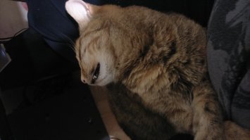 Моя банда :) Собака - Дина, подобрана на рынке мелким щенком. Рыжий - Желток, серая - Алиса, Черепаховая Нюша)) А все вместе СКОТЯХИ! Все подобраны с улицы в разное время :)