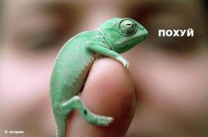 25 оттенков удивления в животном мире