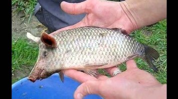 Чудеса селекции