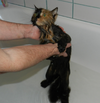 Было дело, искупал. Зрелище не для слабонервных :)