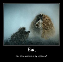 Не стоит оставлять ежикам в парке собачий корм