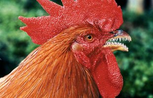 Чудеса селекции