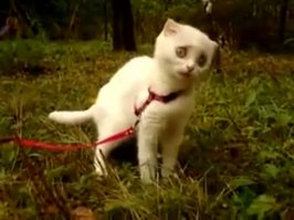 25 оттенков удивления в животном мире