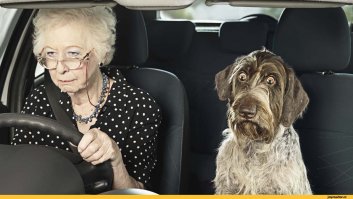 25 оттенков удивления в животном мире