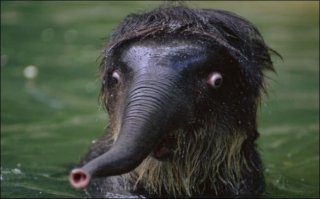 мамонтенок?