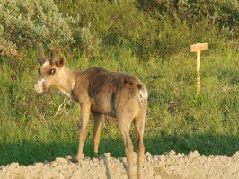 25 оттенков удивления в животном мире