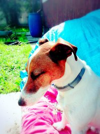 У моего собакена наверное бы сердце разорвалось. Он дома без меня с ума сходит, а тут бросить где-то. Не простила бы себе такого если честно.И как мне кажется не собирался он оформлять ни какие бумаги на собаку кинул и улетел.