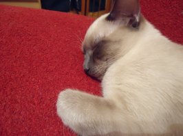 Нет уже моей красавицы, Чюси!