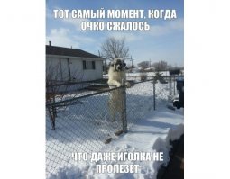 История из детства.
Такая вот собака у соседей была.(Только забор деревянный)Соседка ходила с химией на голове.Как то поздним вечером в темноте Я с собакой поздоровался.Услышал в ответ Гав.Как добежал до дома не помню:)