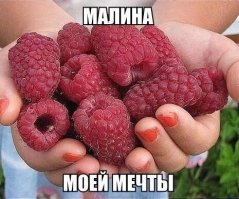 Это вовсе не малина - это гибрид малины и ежевики, не такой вкусный кстати, как малина!