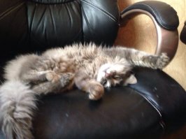 Муж на работе котенка дикого приручил, забрали на дачу.....Два года уже "малышу"....видимо, у него кто-то из сибирских кровей, все же присутствует...