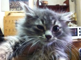 Муж на работе котенка дикого приручил, забрали на дачу.....Два года уже "малышу"....видимо, у него кто-то из сибирских кровей, все же присутствует...