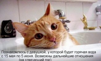 Когда кот умнее хозяина))