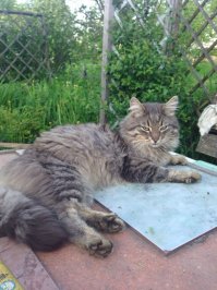 Муж на работе котенка дикого приручил, забрали на дачу.....Два года уже "малышу"....видимо, у него кто-то из сибирских кровей, все же присутствует...