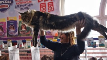 10 необычных пород кошек