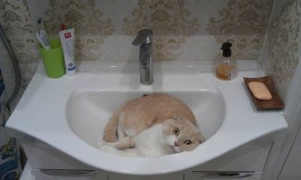 А это мой))) Любит в мокрой раковине валяться