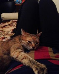 Неделю назад кто-то выкинул кошку в мешке. Беременную. Сначала писала посты "возьмите в добрые руки", скоро буду писать "кому котеночка?". Кошка остается на ПМЖ у меня ) Все время лежит рядом и обнимается))
Кстати, помогите придумать имя! Пока зову просто Кошка.