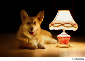 Работа нашей доблестной полиции!