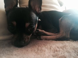 Милахи)) животные -  это позитив в любое время суток!
4 и 9 картинка!
А