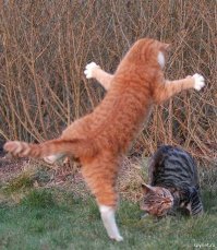 Не политические комментарии и картинки из соц. сетей 