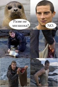 Тюлени - самые настоящие щенки океана 