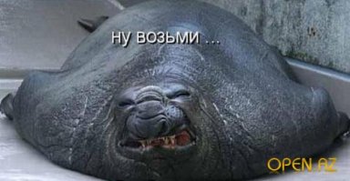 Тюлени - самые настоящие щенки океана 