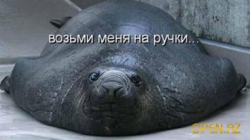 Тюлени - самые настоящие щенки океана 