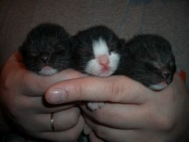 10 самых милых картинок сегодняшнего дня