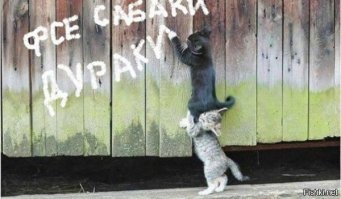 В чем причина вражды между кошками и собаками