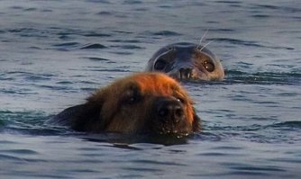 Тюлени - самые настоящие щенки океана 