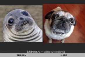 Тюлени - самые настоящие щенки океана 